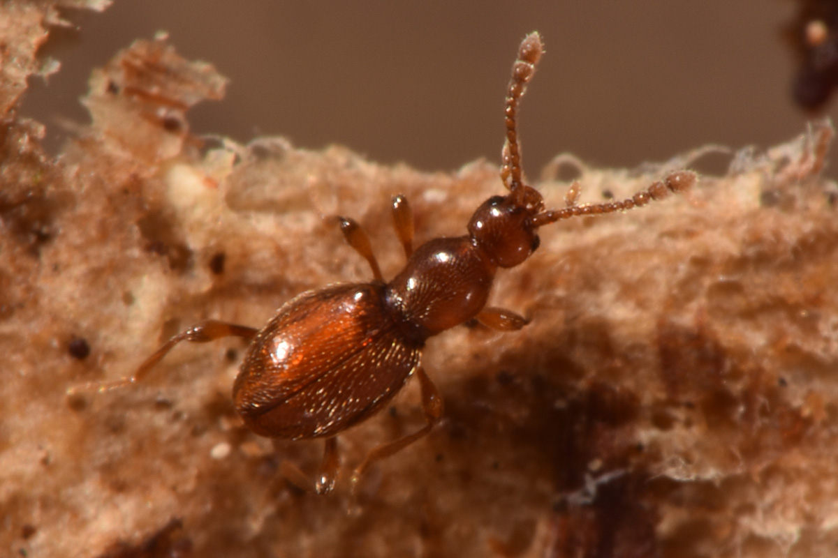 Scydmaenidae: Scydmaenus sp.